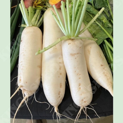 Picture of Radish Daikon Snowbird F1